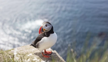 puffin on a rock with the sea in the background