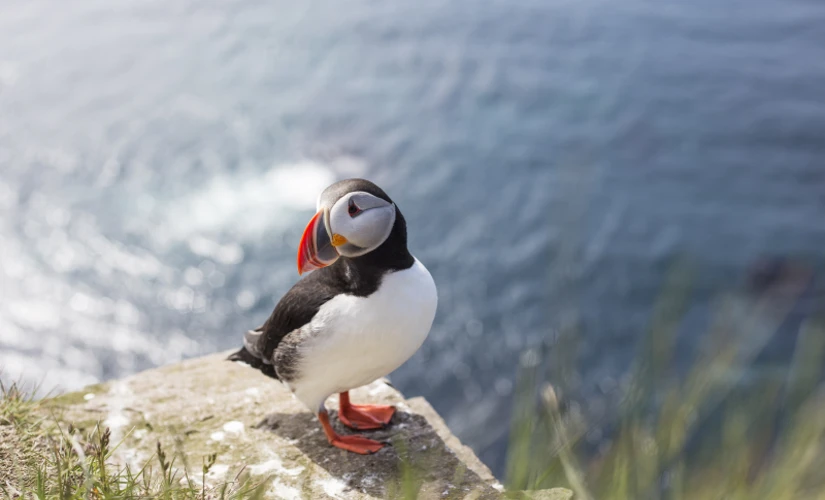 puffin on a rock with the sea in the background
