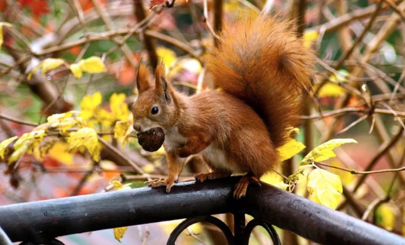 squirrel on a pole with a nut in its month